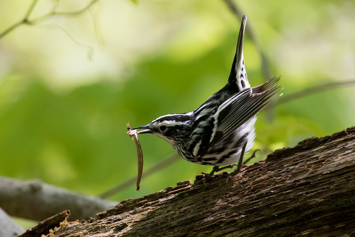 Black-and-white Warbler - ML156717951