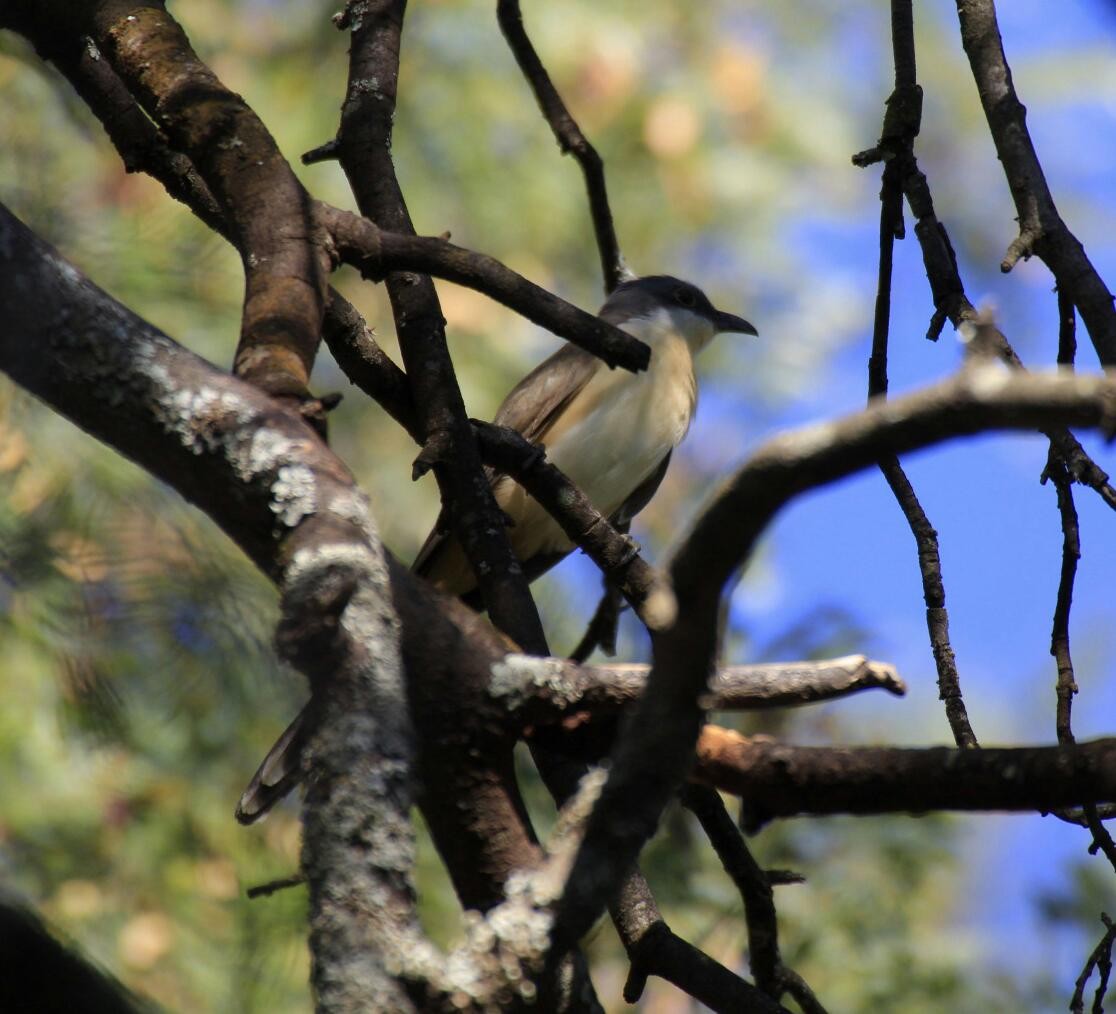 Dark-billed Cuckoo - ML156718991