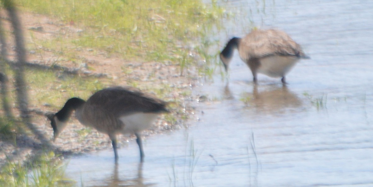 Canada Goose - ML156719541