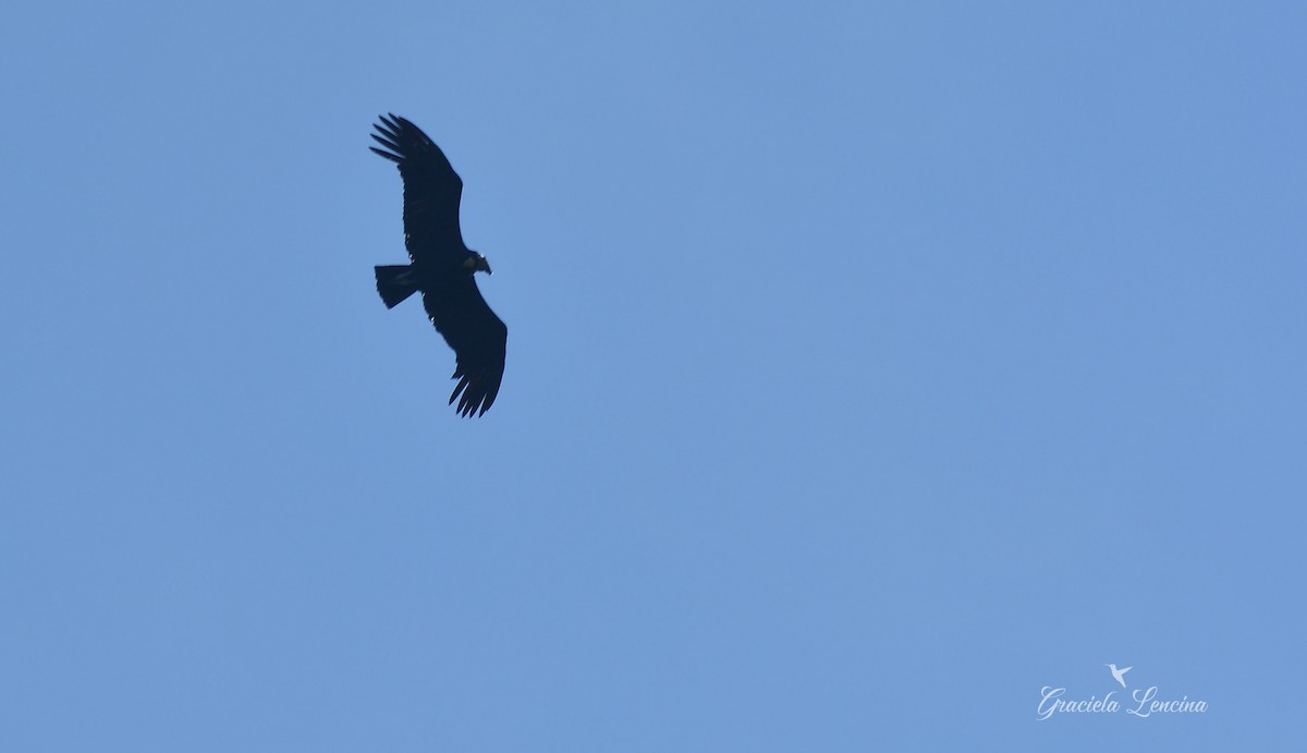Andean Condor - COA Catamarca