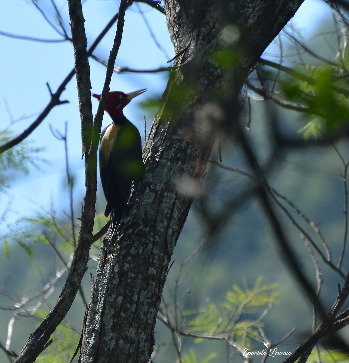 Cream-backed Woodpecker - COA Catamarca