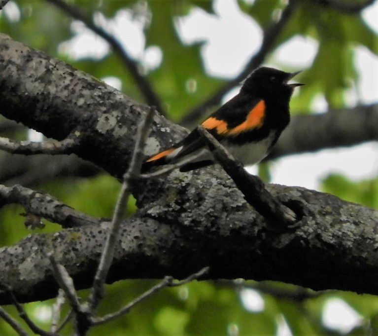 American Redstart - ML156720291