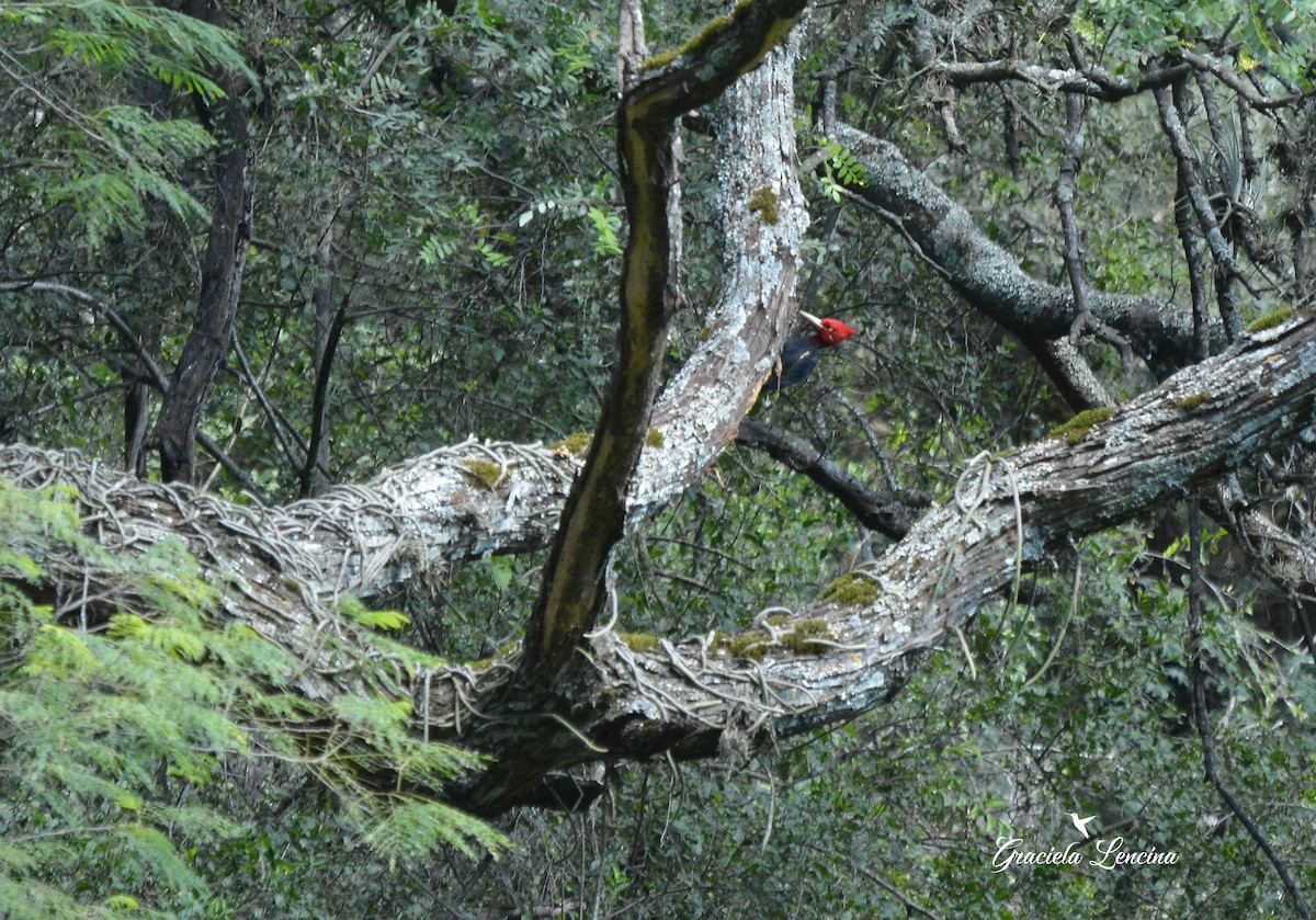 Cream-backed Woodpecker - ML156720381