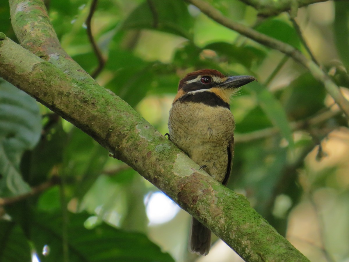 Chestnut-capped Puffbird - Gabriel Utria - Betoma tours