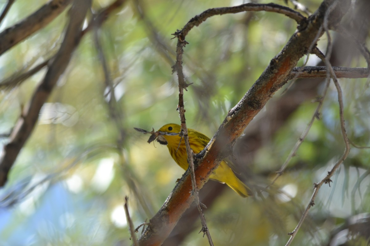 Paruline jaune - ML156720481