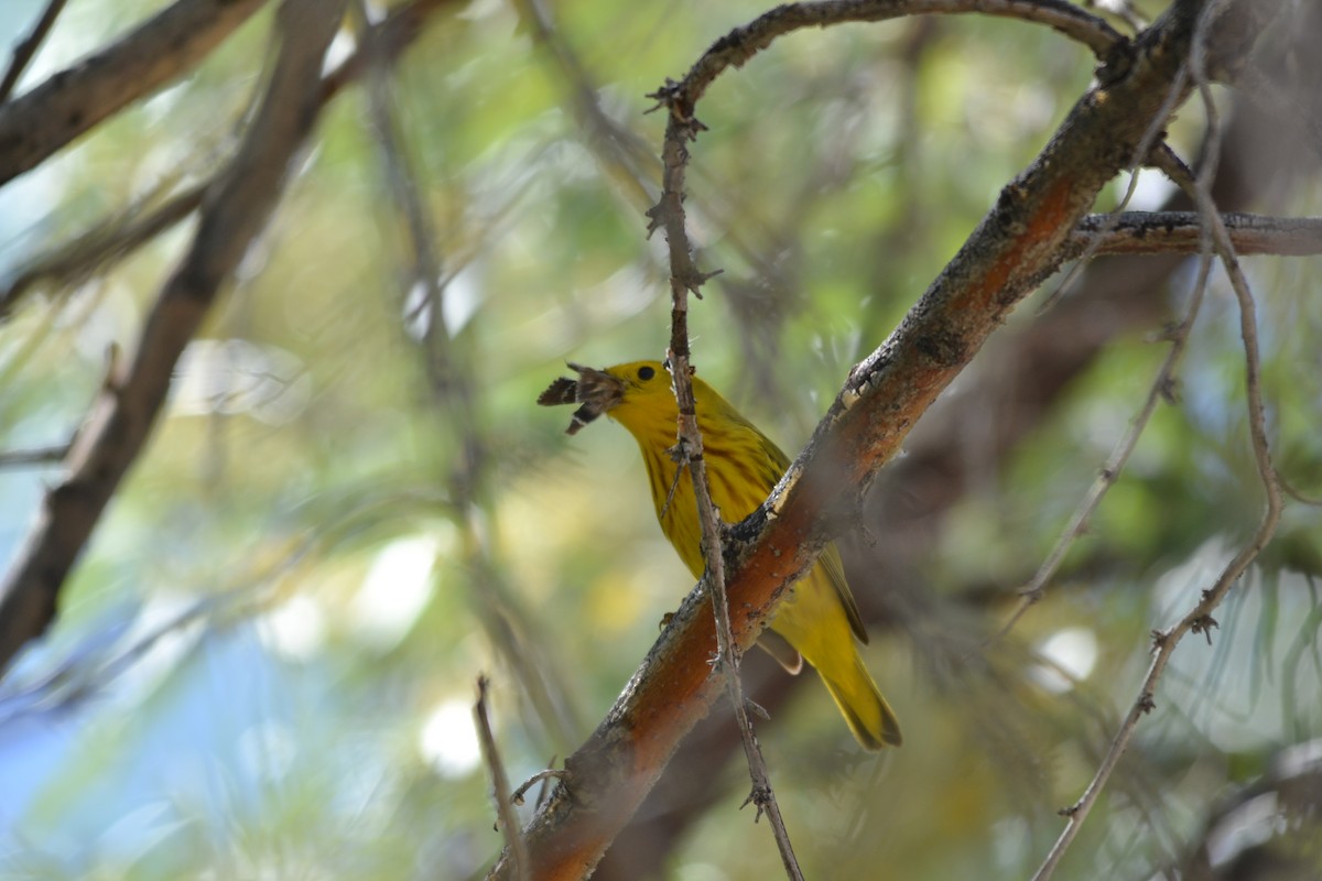 Yellow Warbler - ML156720681