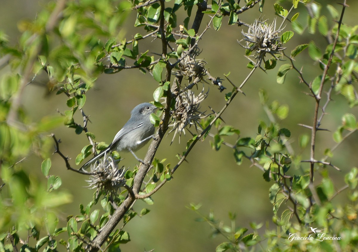 Masked Gnatcatcher - COA Catamarca