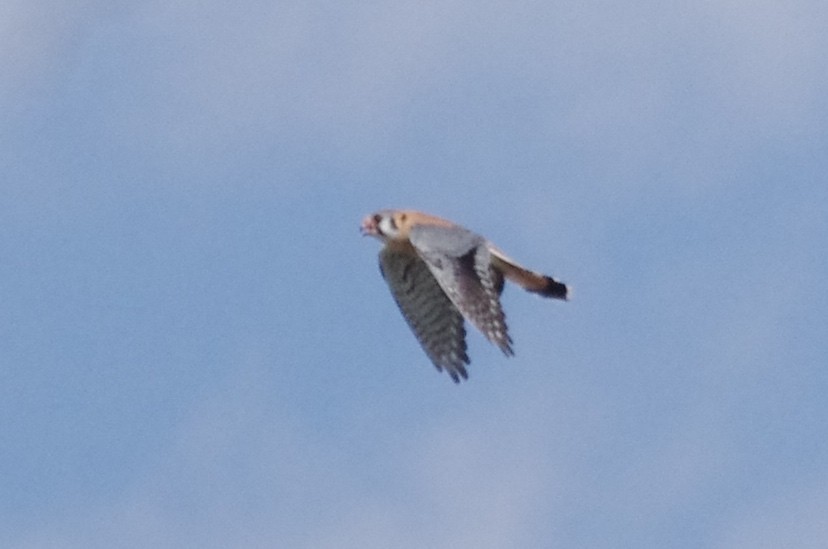 American Kestrel - ML156721251