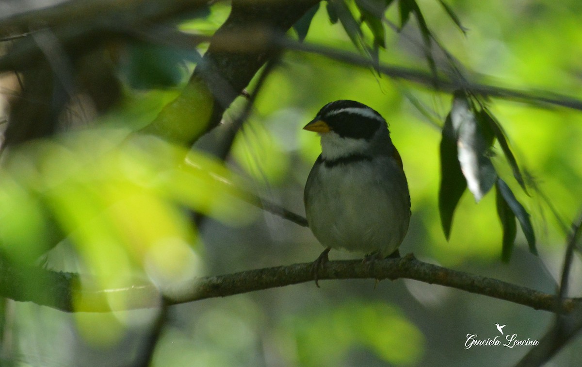 Moss-backed Sparrow - COA Catamarca
