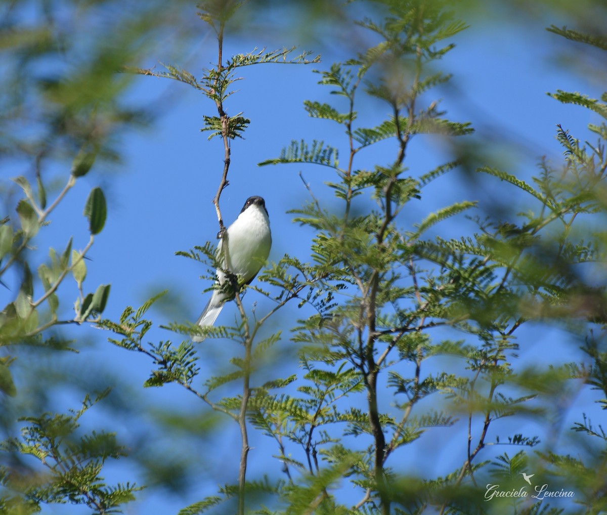 Black-capped Warbling Finch - COA Catamarca
