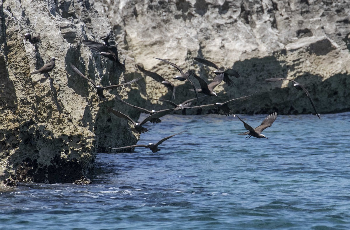 Brown Noddy - ML156723081