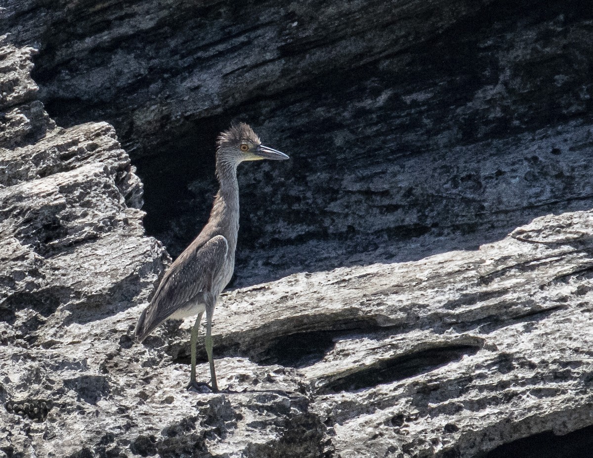 Yellow-crowned Night Heron - ML156723171