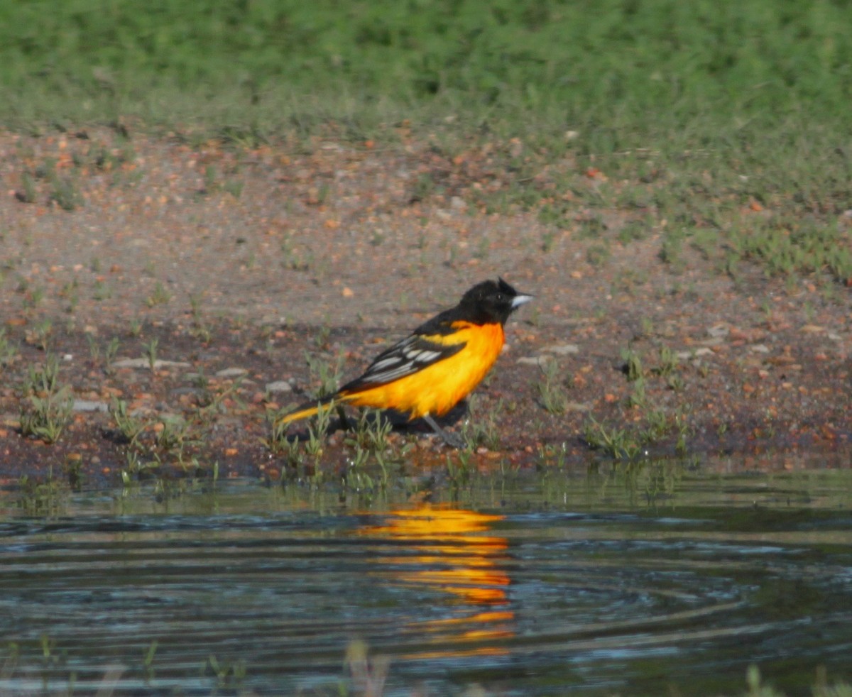 Baltimore Oriole - ML156724301