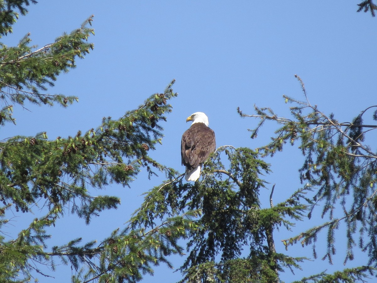 Bald Eagle - Jason Alexander