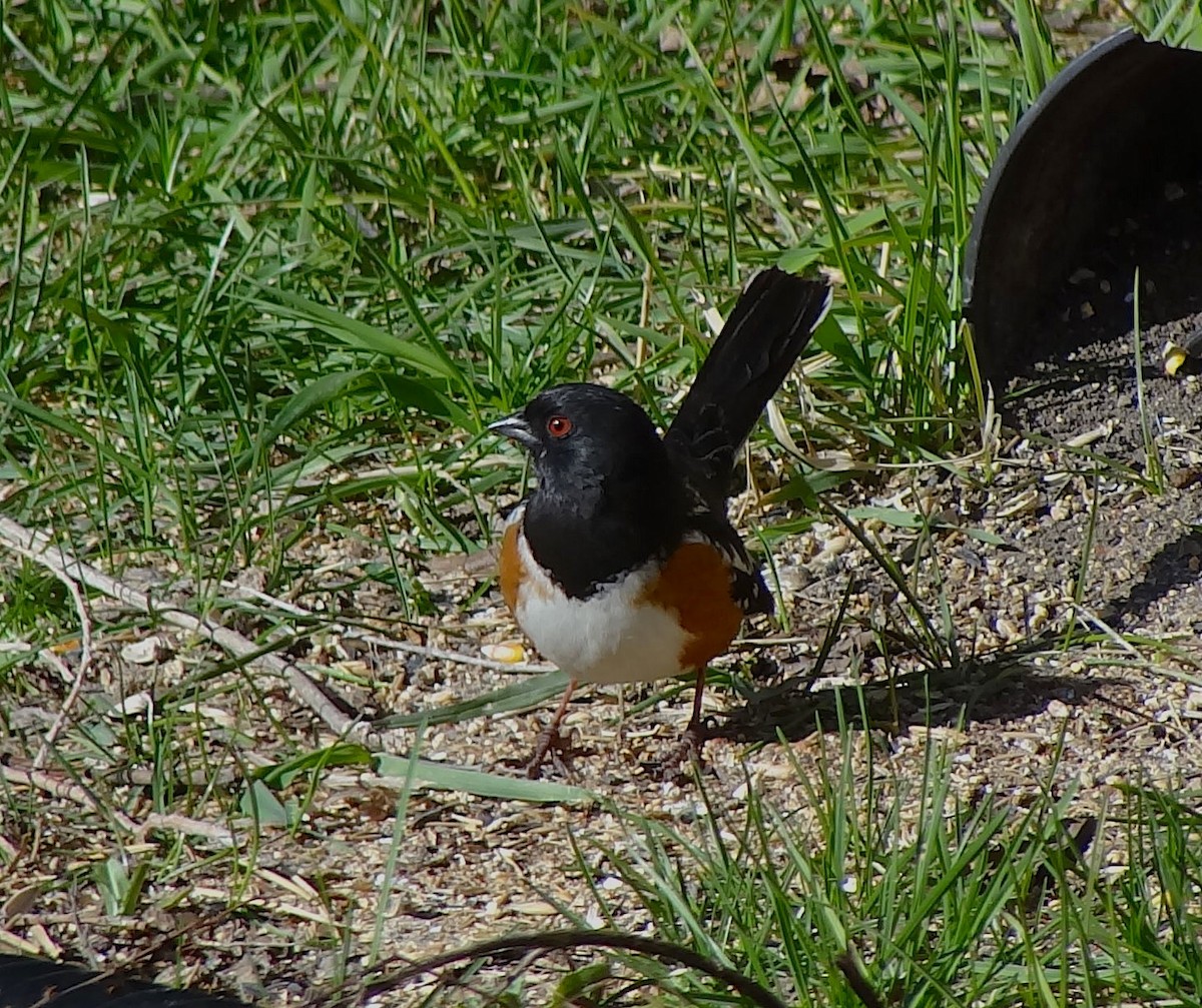 Spotted Towhee - Hiroyuki Aoki