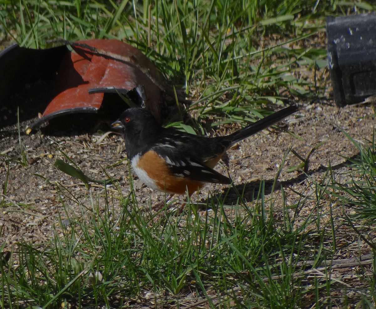 Spotted Towhee - Hiroyuki Aoki