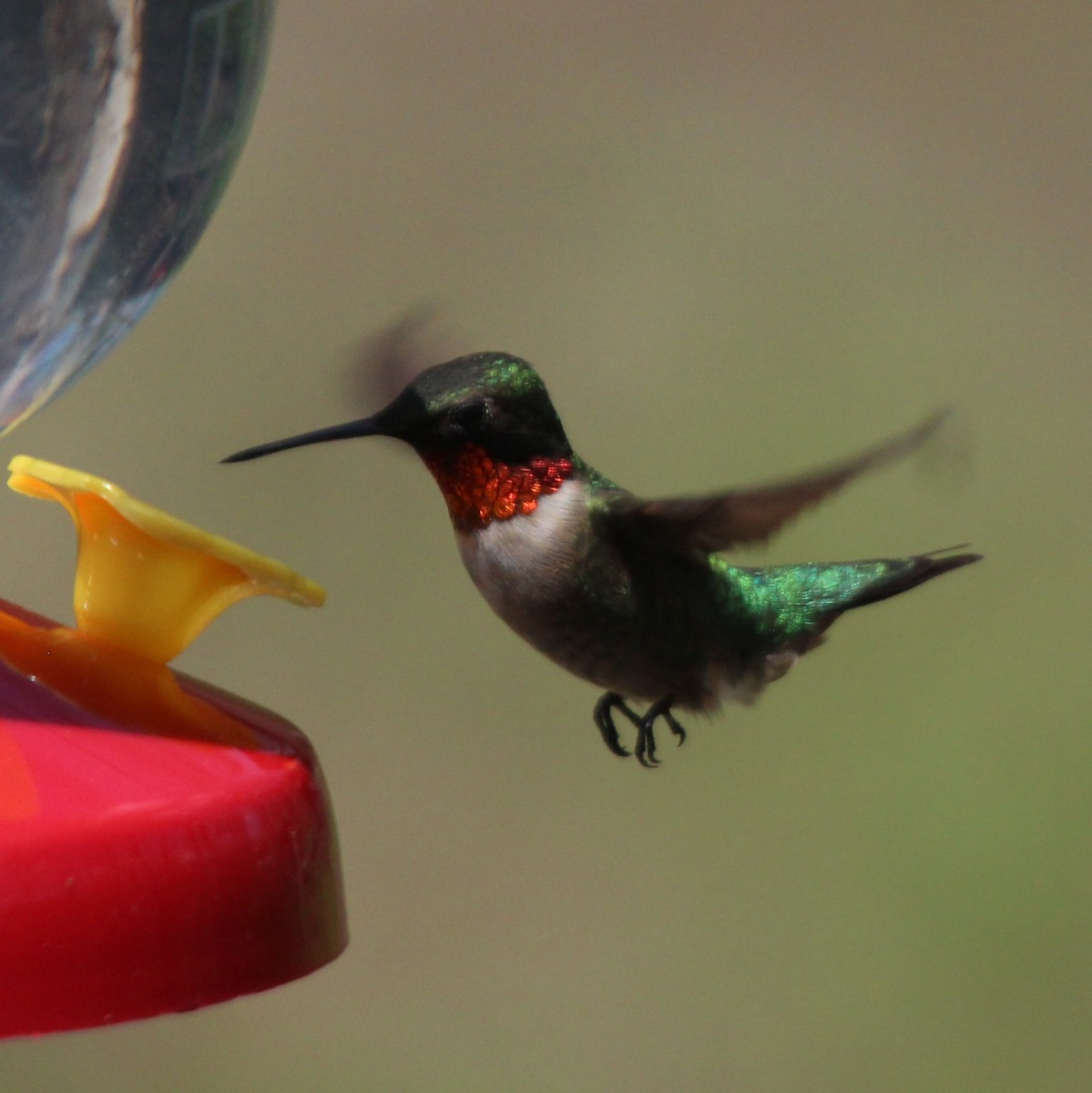 Ruby-throated Hummingbird - ML156732221