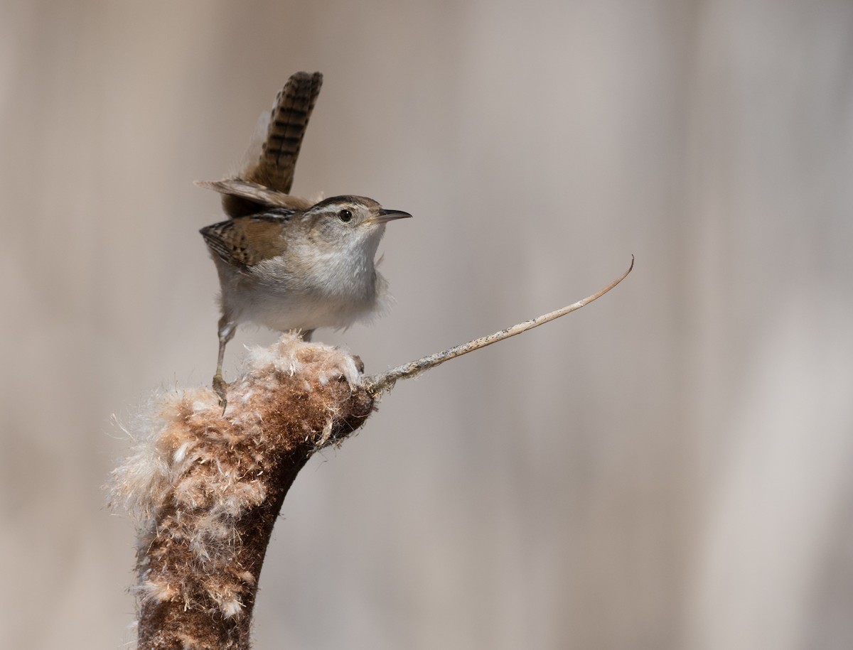 Marsh Wren - Steve Wickliffe
