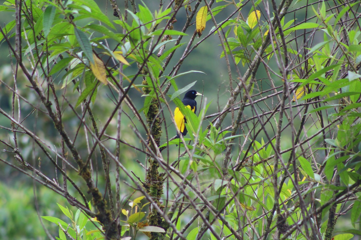 Yellow-rumped Cacique - ML156733141