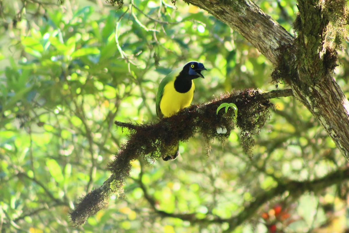Green Jay - ML156733361