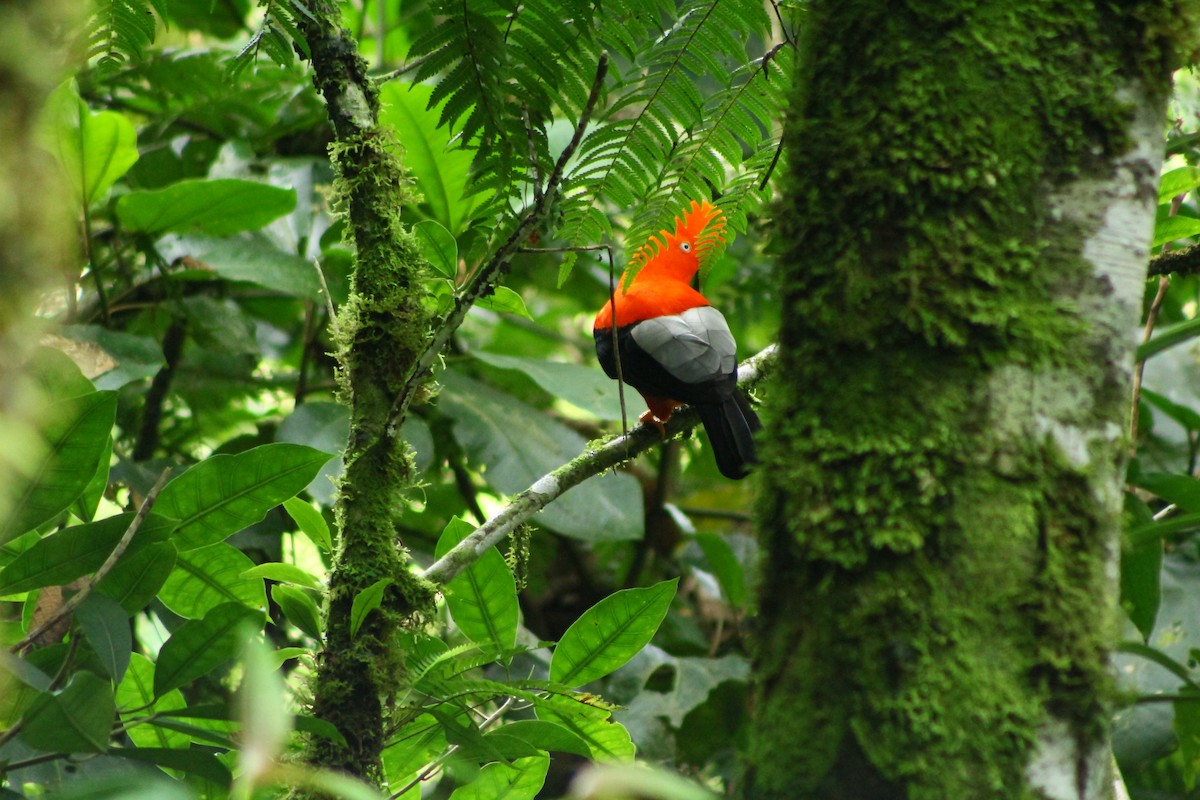 Andean Cock-of-the-rock - ML156733381