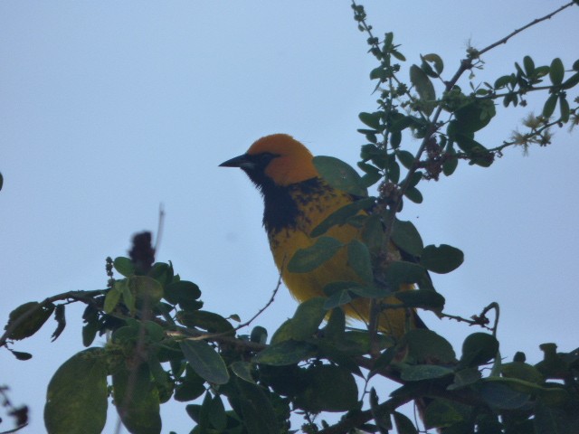 new world oriole sp. - ML156733571