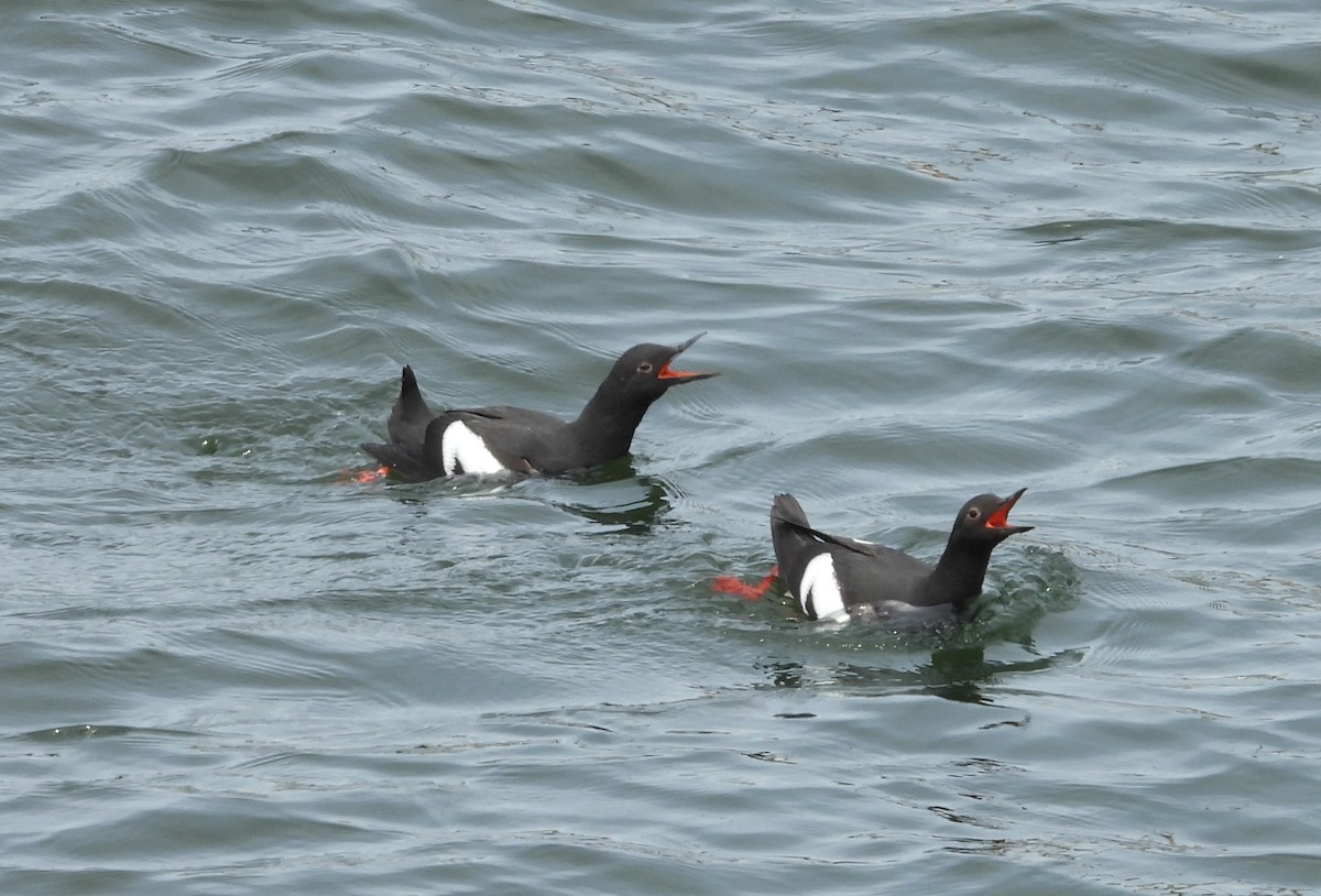 Pigeon Guillemot - Dale Floer