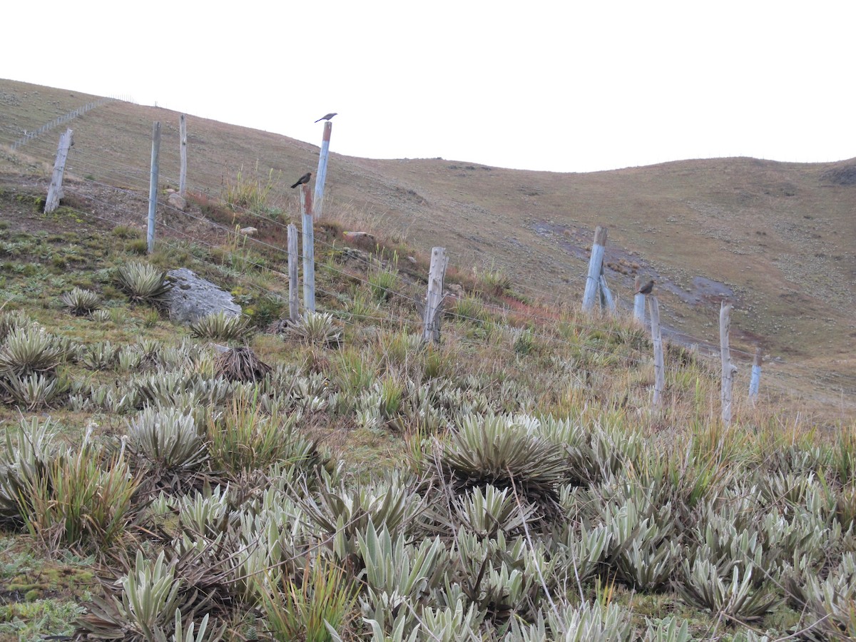 Great Thrush - ML156736181