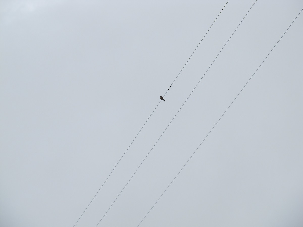 American Kestrel - ML156736271
