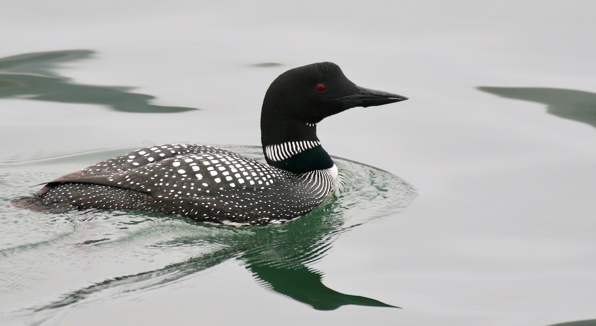 Common Loon - Jonah  Benningfield