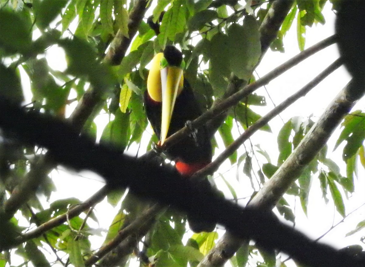 Yellow-throated Toucan - ML156738301