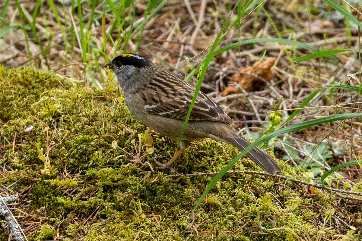 Golden-crowned Sparrow - John Reynolds