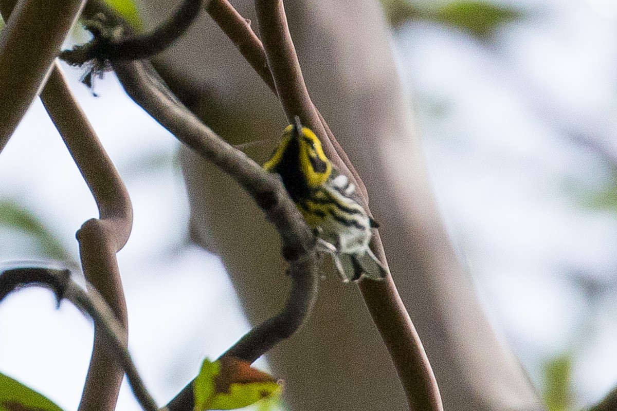 Townsend's Warbler - ML156738631