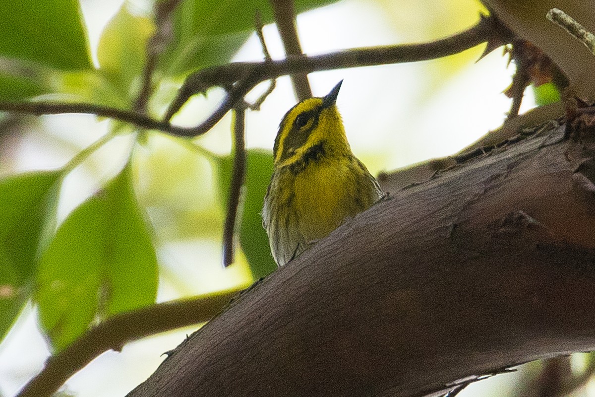 Townsend's Warbler - ML156738641