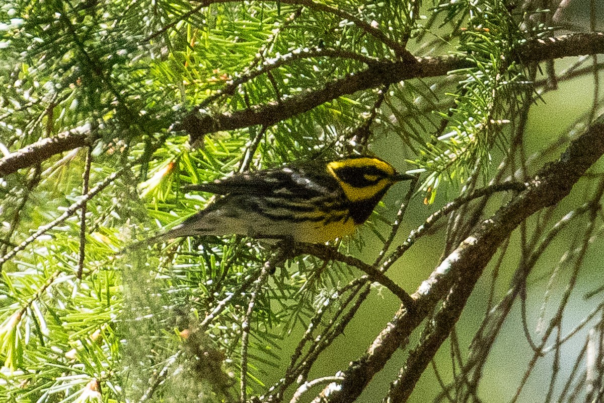 Townsend's Warbler - ML156738671