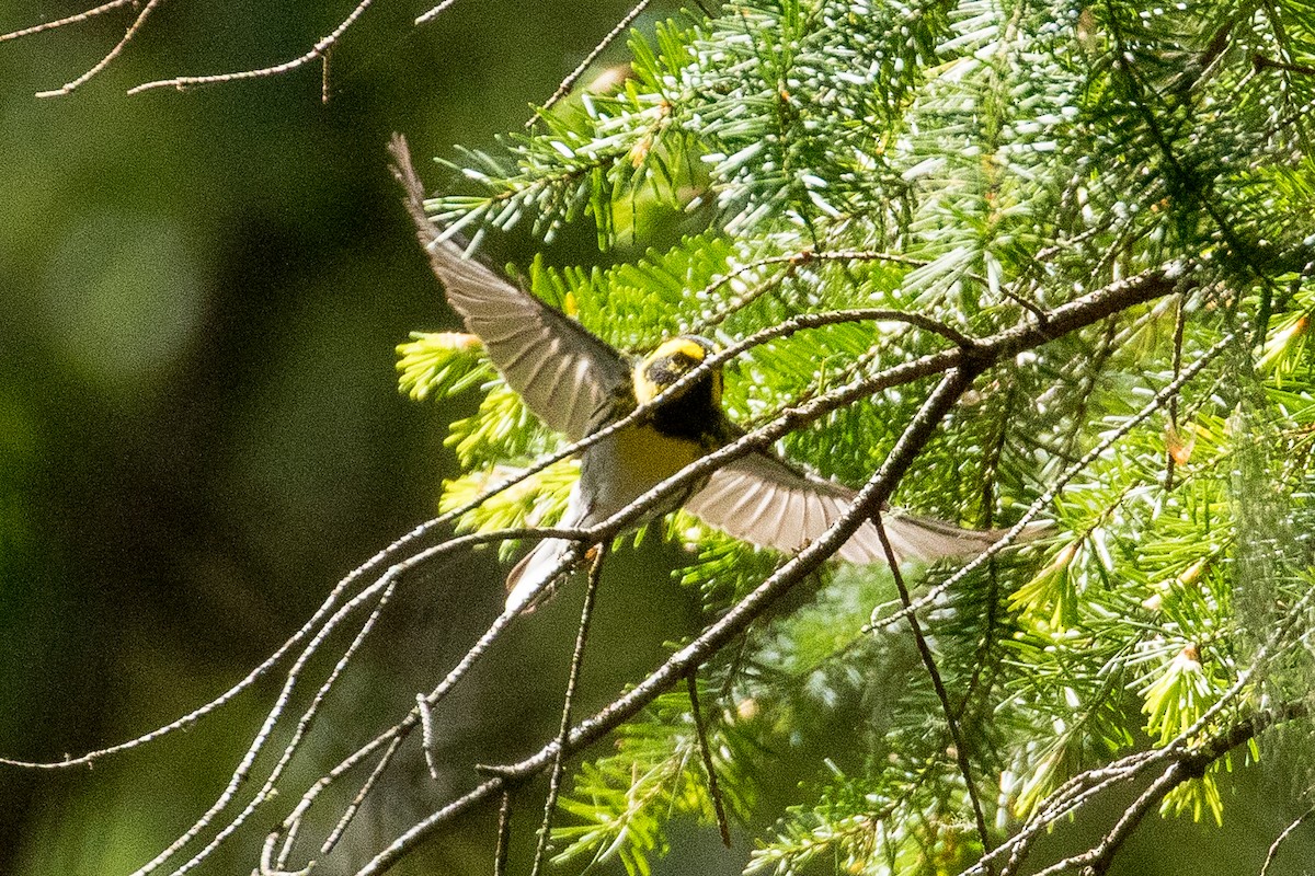 Townsend's Warbler - ML156738681