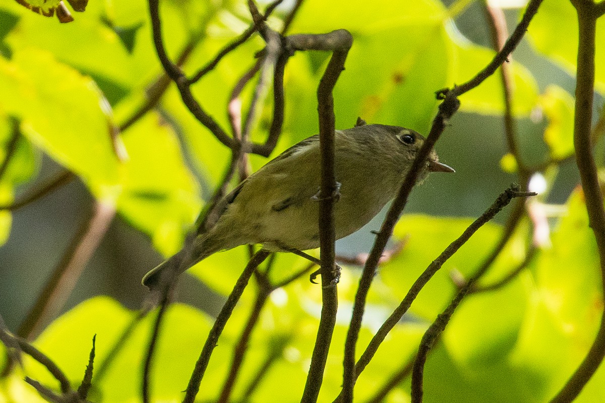 Hutton's Vireo - ML156738791