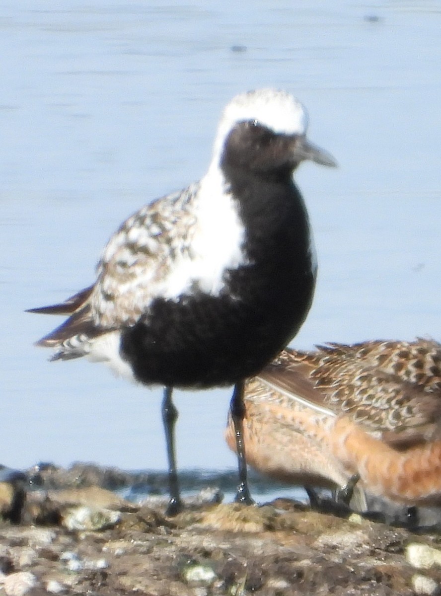 Black-bellied Plover - ML156739121