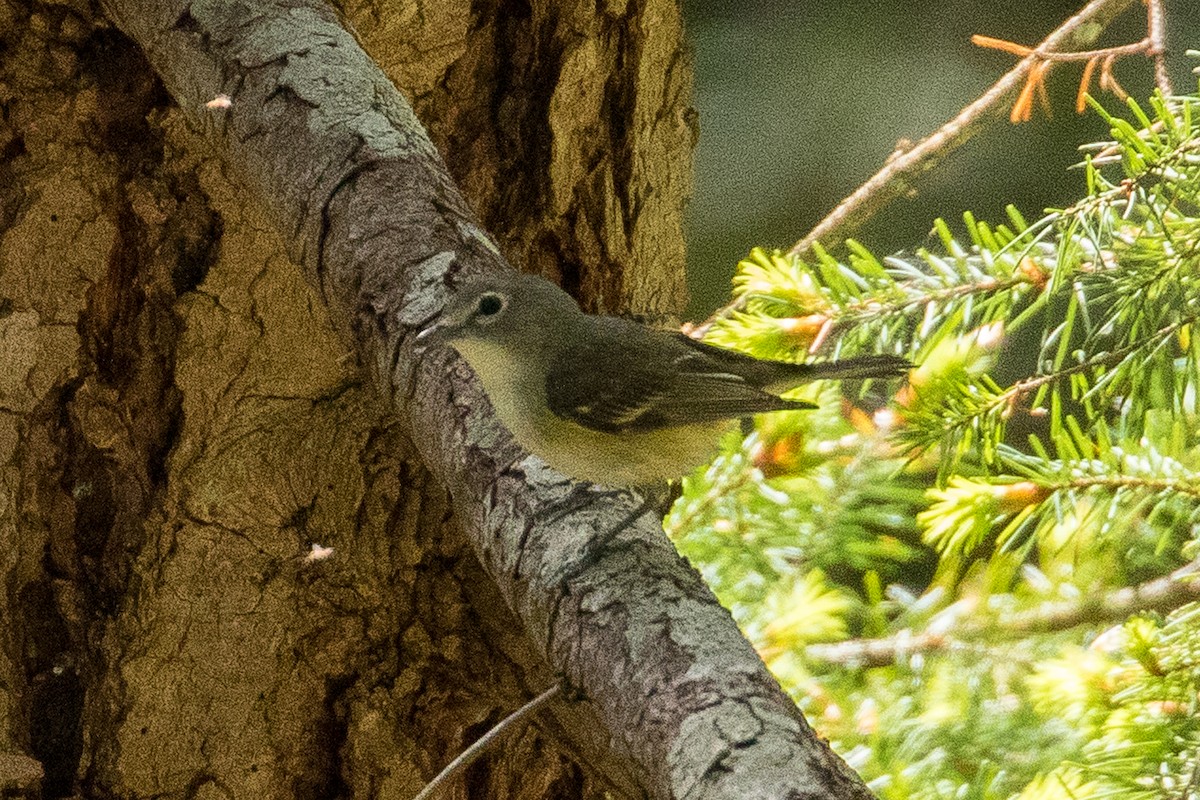 Cassin's Vireo - ML156739291