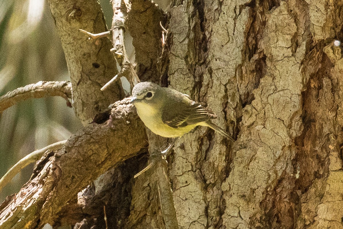 Cassin's Vireo - ML156739311