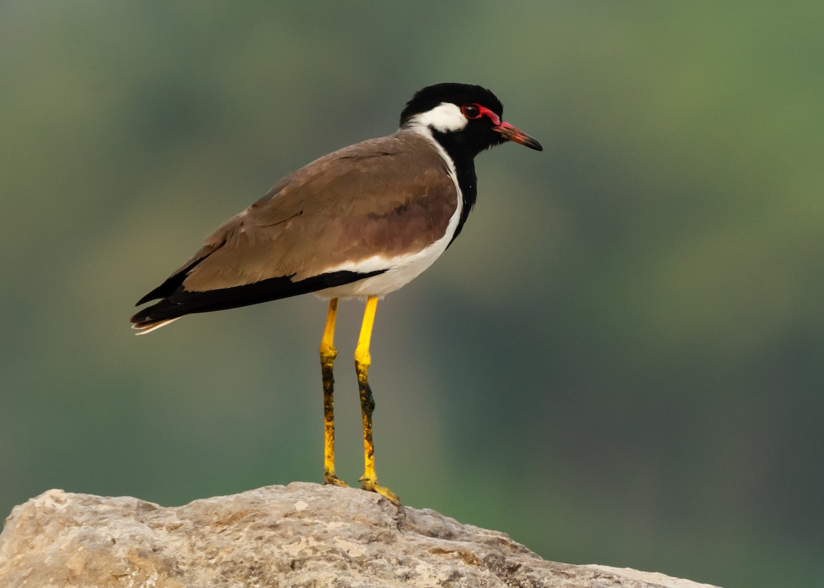 Red-wattled Lapwing - Ramesh Desai