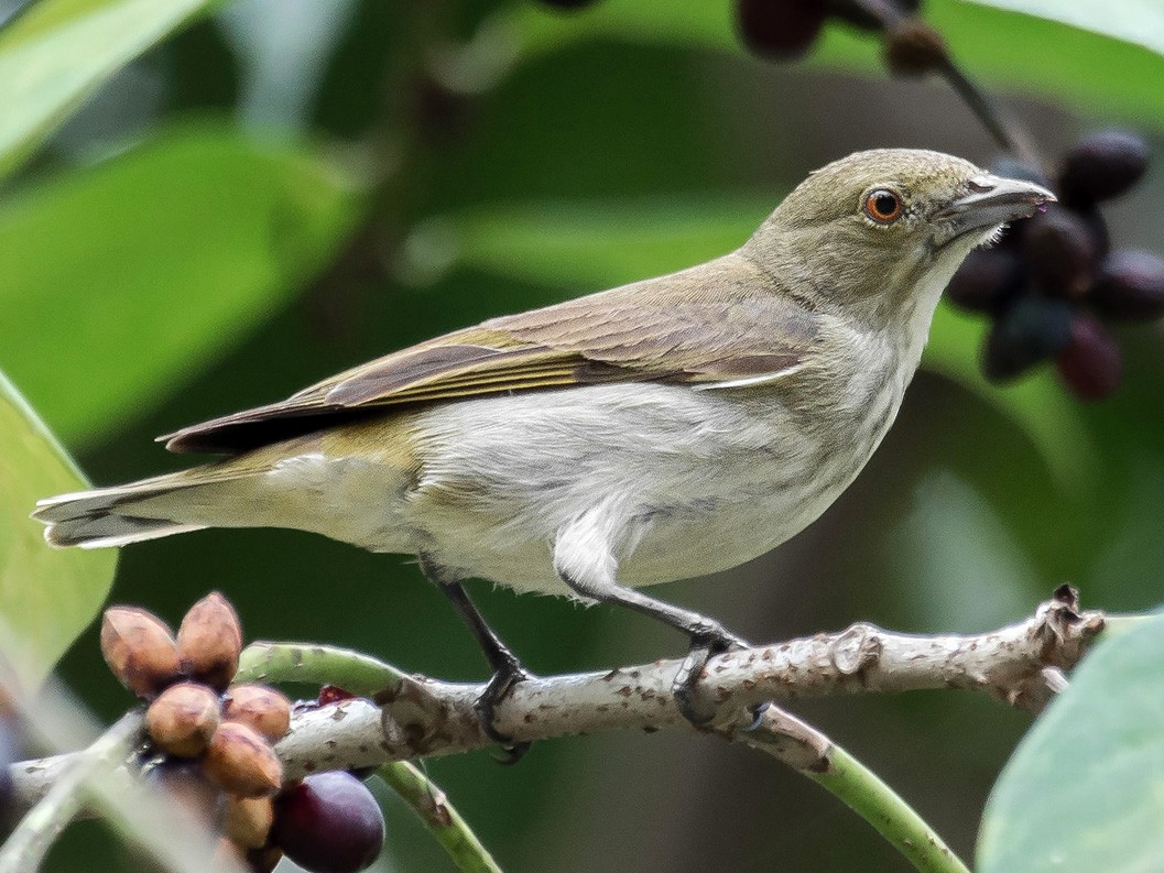 Striped Flowerpecker - eBird