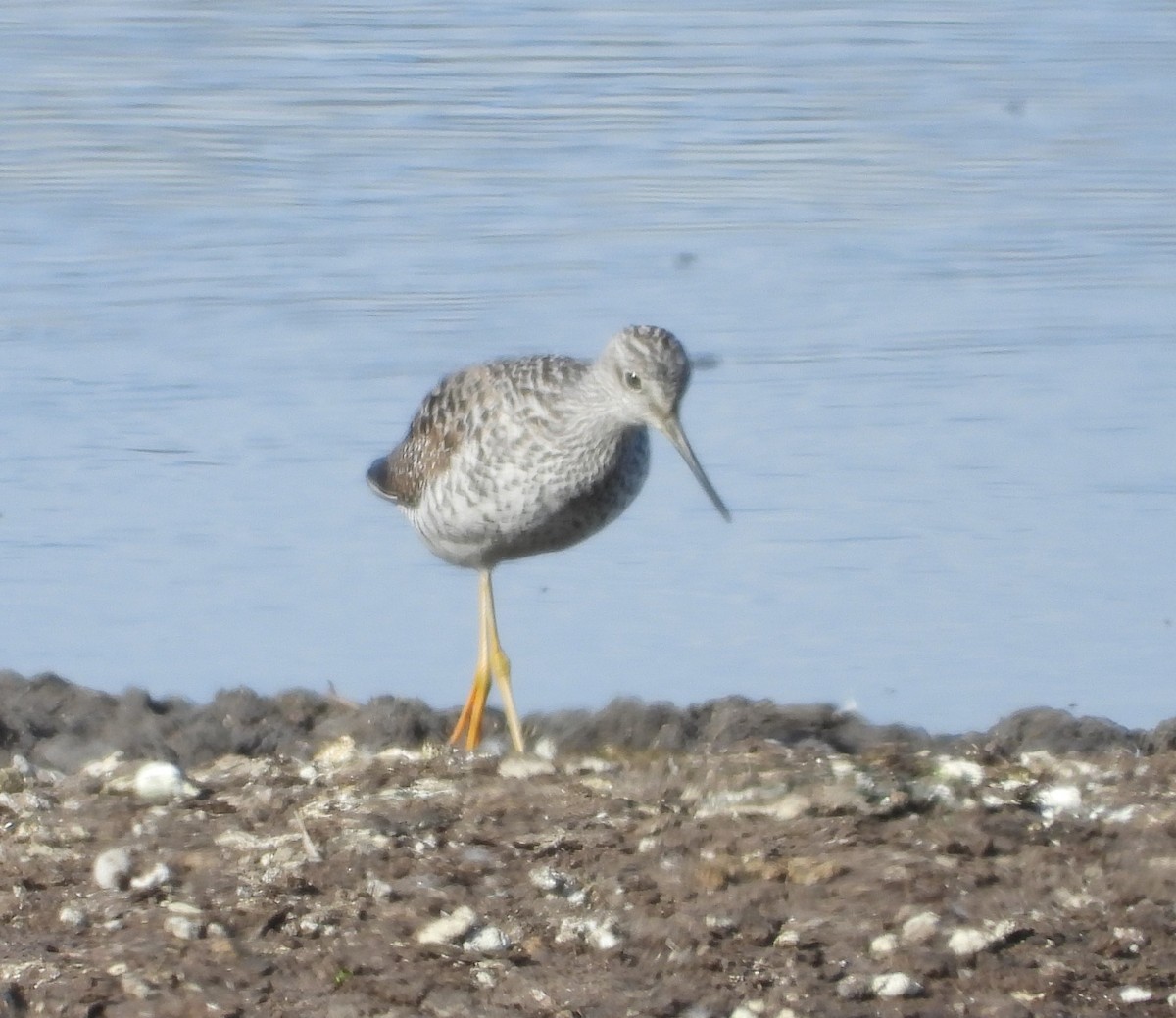 Greater Yellowlegs - ML156739491