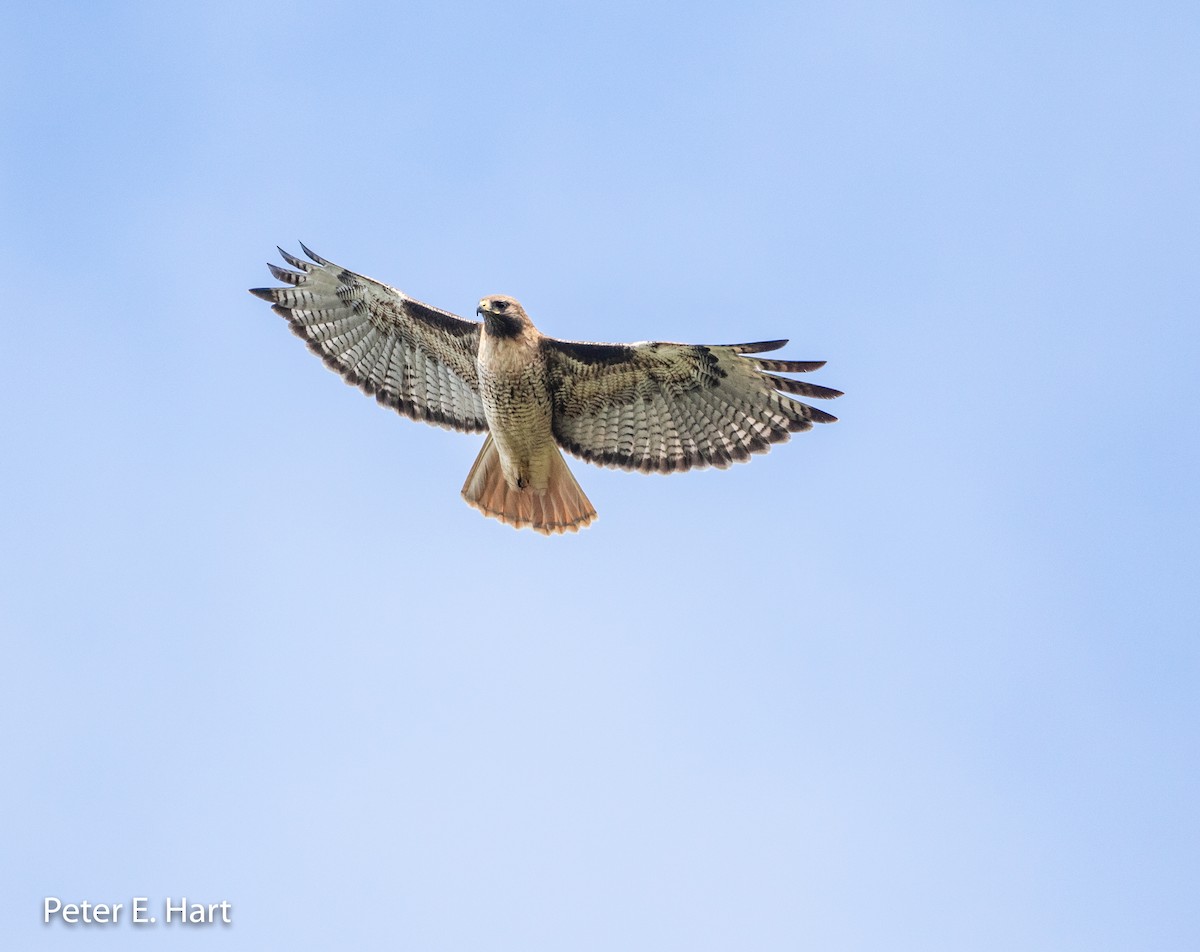 Rotschwanzbussard - ML156740391