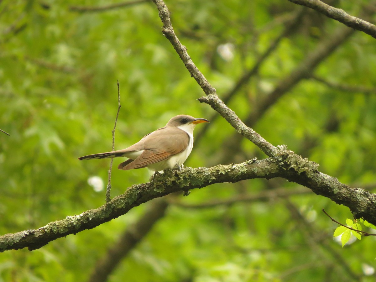 Yellow-billed Cuckoo - ML156740461