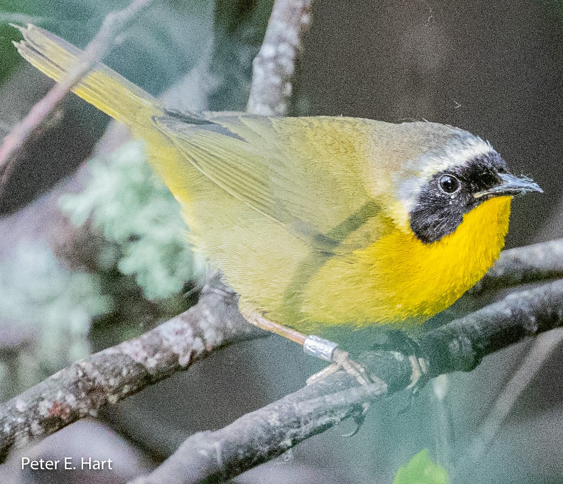 Common Yellowthroat - ML156740491