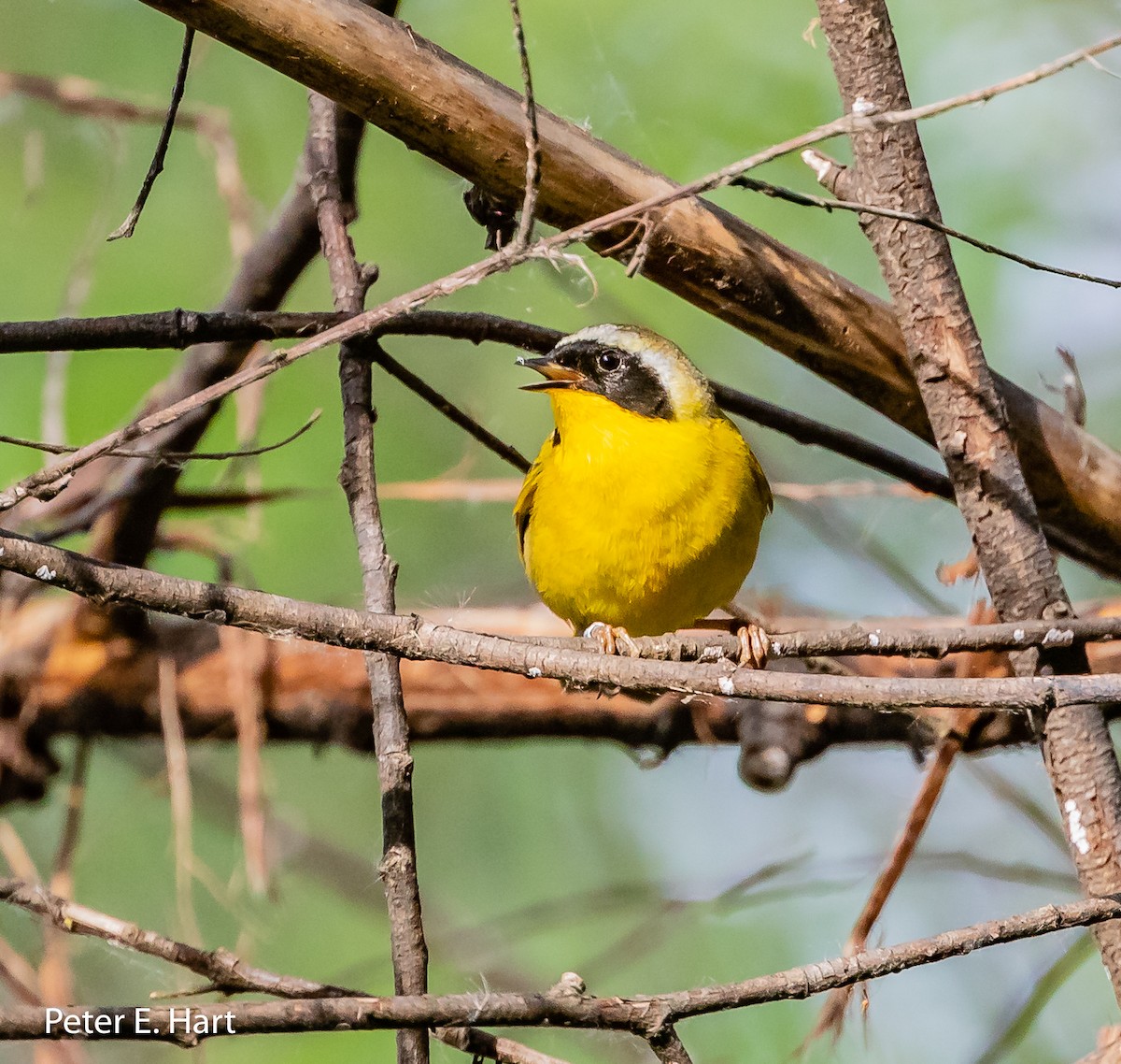 Common Yellowthroat - ML156740501