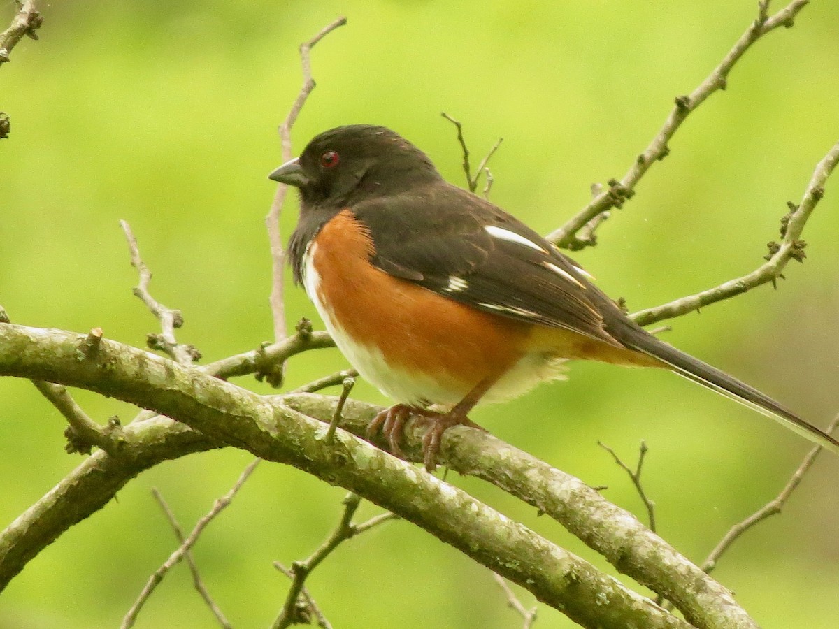 Eastern Towhee - ML156740701