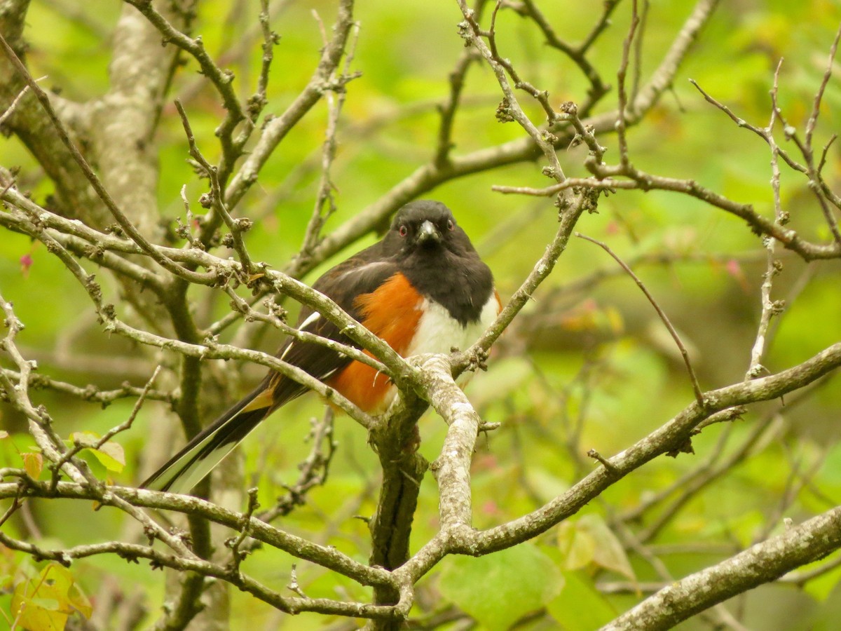 Eastern Towhee - ML156740761