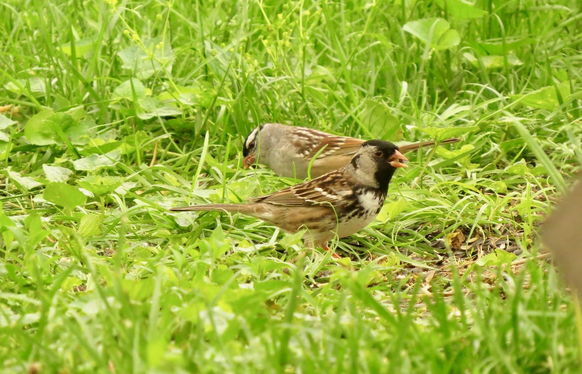 Harris's Sparrow - ML156741181